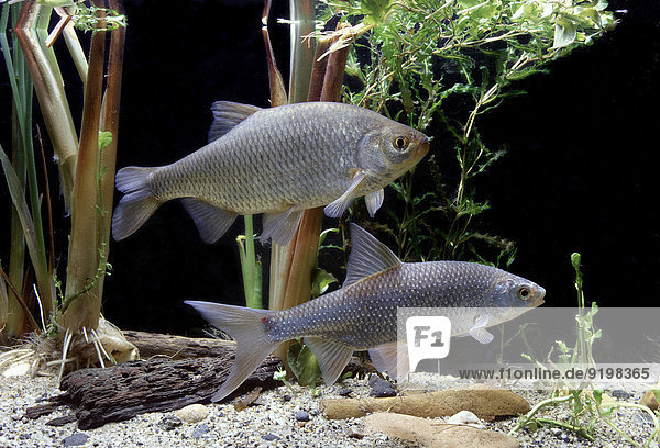 Rotfeder (Scardinius erythrophthalmus) oben und Rotauge (Rutilus rutilus) unten