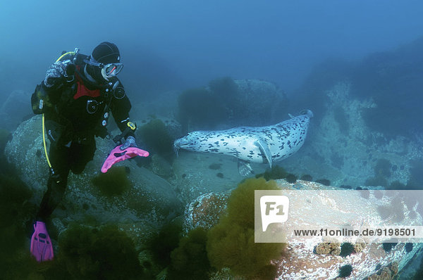 Diver watching a Spotted Seal (Phoca largha  Phoca vitulina largha)  Sea of Japan  Verkhovsky islands  Russia