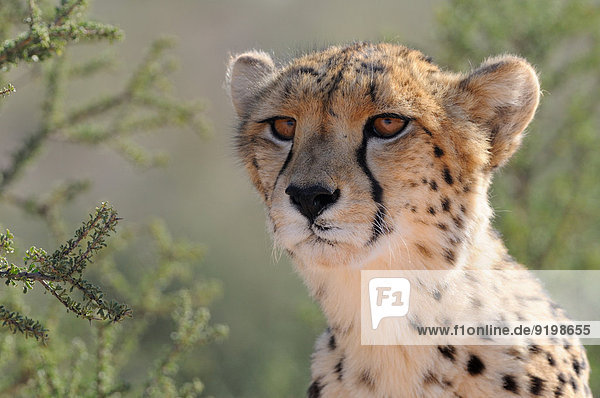 Cheetah (Acinonyx jubatus) Männchen Kgalagadi-Transfrontier-Nationalpark Südafrika