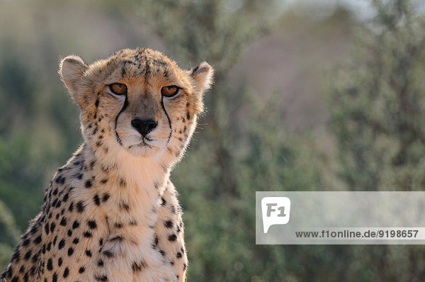 Cheetah (Acinonyx jubatus) Männchen Kgalagadi-Transfrontier-Nationalpark Südafrika