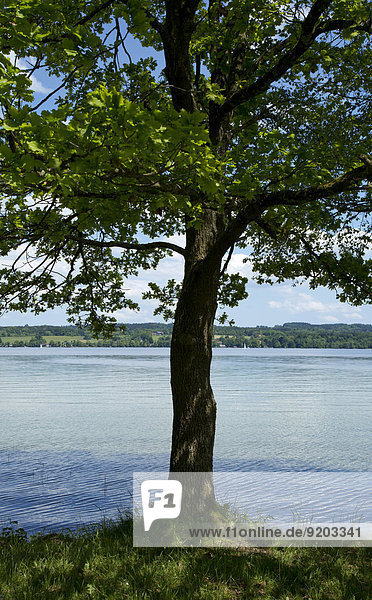Tree at Lake Starnberg  Bavaria  Germany