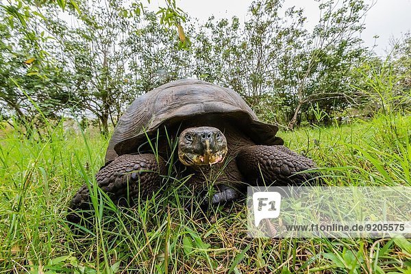 Leidenschaft Frucht ungestüm Insel Ecuador füttern Galapagosinseln Highlands Landschildkröte Schildkröte