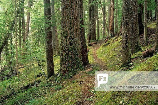 folgen Wald Bach antik Oregon
