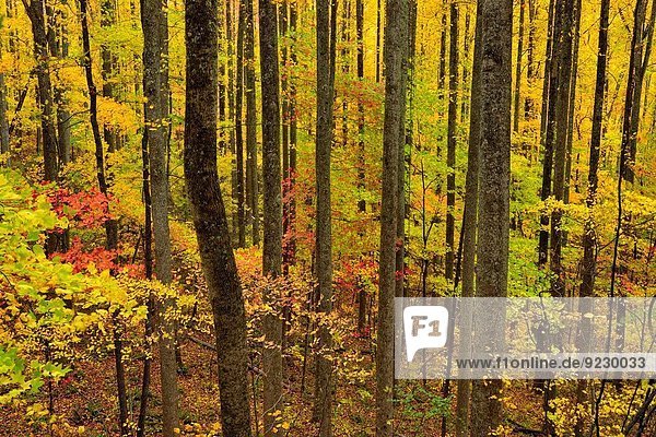 Vereinigte Staaten von Amerika USA nahe Farbe Farben Wald Herbst Parkett Tennessee