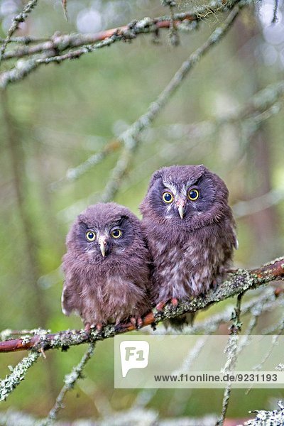 Europe Finland Kuhmo area Kajaani Boreal owl or Tengmalm's owl (Aegolius funereus) two youngs just after they left the nest perched on a branch.
