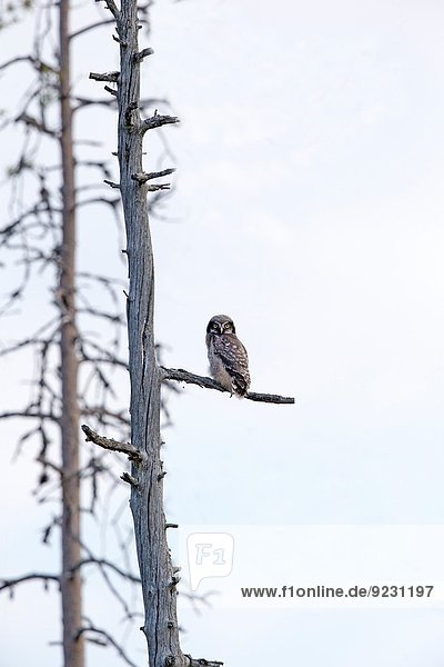 Europe Finland Kuhmo area Kajaani Northern hawk-owl (Surnia ulula) young just out of nest perched on an old pine.