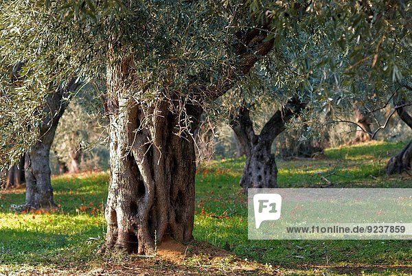 Olive Frühling Hain