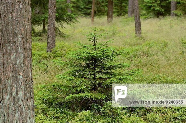 Fichte Tanne Sommer Baum Wald Close-up Norwegen früh jung