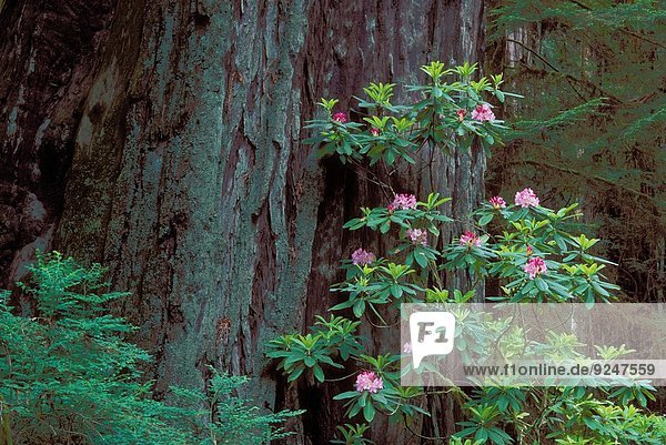 Nationalpark blühen Baum Bach Baumstamm Stamm Sequoia Kalifornien Prärie Rhododendron