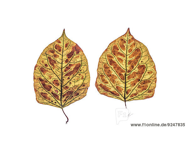 Two dried leaves of Japanese knotweed