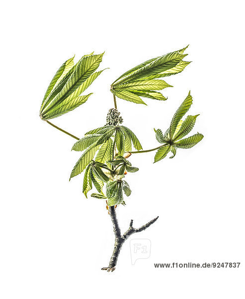 Twig with chestnut leaves