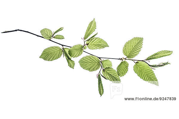 Twig with beech leaves