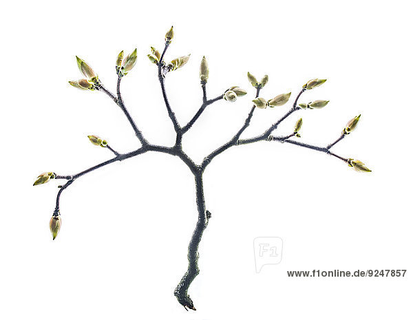 Zweig mit Knospen vom Ahornbaum