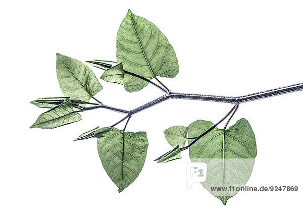 Twig of Japanese knotweed
