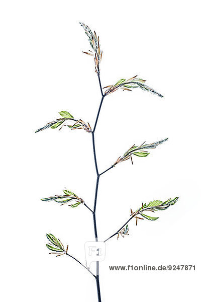 Beech twig with small leaves