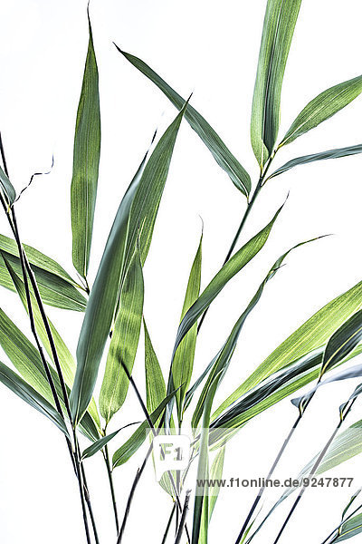 Pflanzenblatt Pflanzenblätter Blatt Bambus