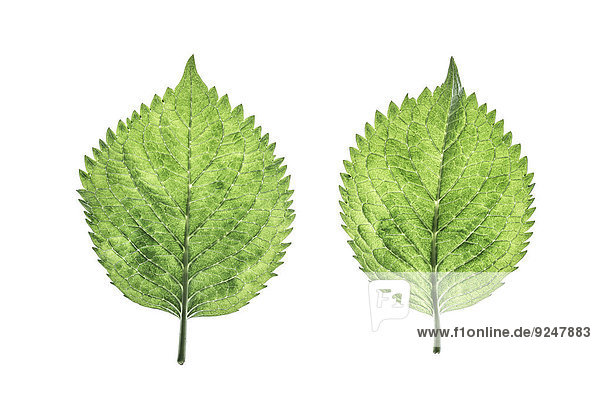Two hydrangea leaves