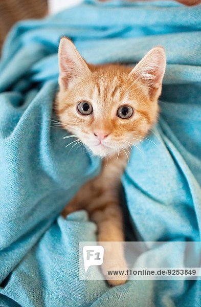 Orange gestromtes Kätzchen unter der Decke