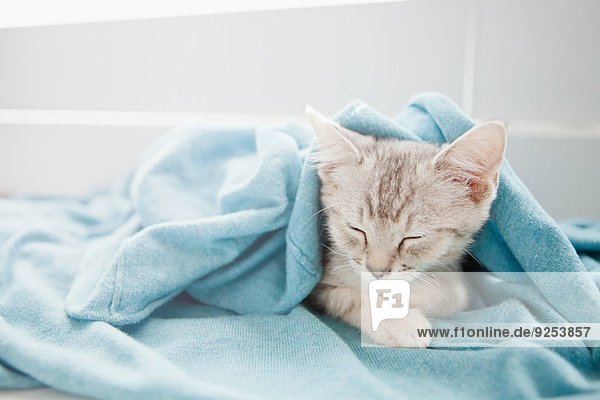 Tabby Kätzchen schlafend unter der Decke