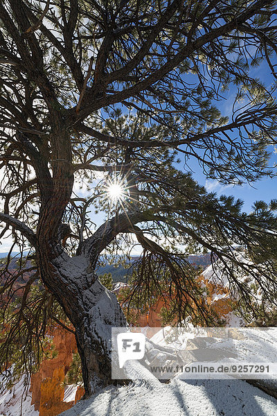 Baum Kiefer Pinus sylvestris Kiefern Föhren Pinie Ansicht Bryce Canyon Nationalpark Schlucht