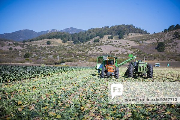 Brussels sprouts being harvested with machines