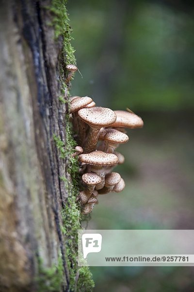 Pilze wachsen auf einem Baumstumpf