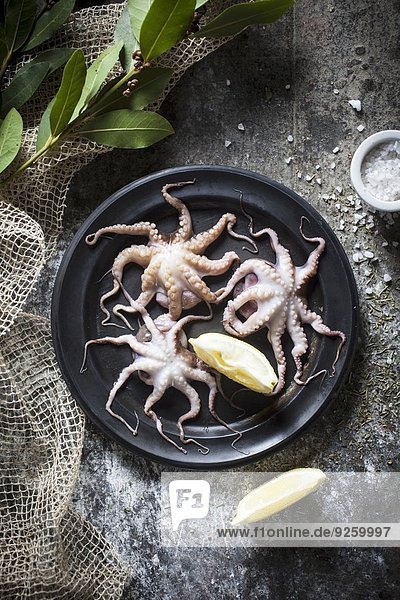 Frische Baby-Octopus auf Teller
