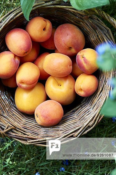 Frische Aprikosen im Korb auf der Wiese