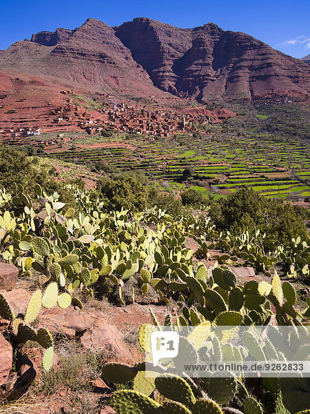 Marokko  Marrakesch-Tensift-El Haouz  Atlasgebirge  Ourika-Tal  Dorf Anammer  Kaktusfeigen  Opuntia ficus-indica