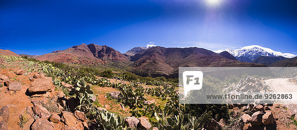Marokko  Marrakesch-Tensift-El Haouz  Atlasgebirge  Ourika-Tal  Dorf Anammer  Kaktusfeigen  Opuntia ficus-indica