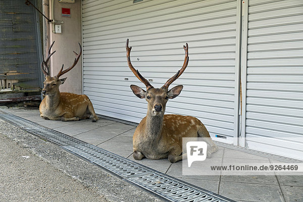 Japan  Nara  Fallow bucks resting in front of a shop