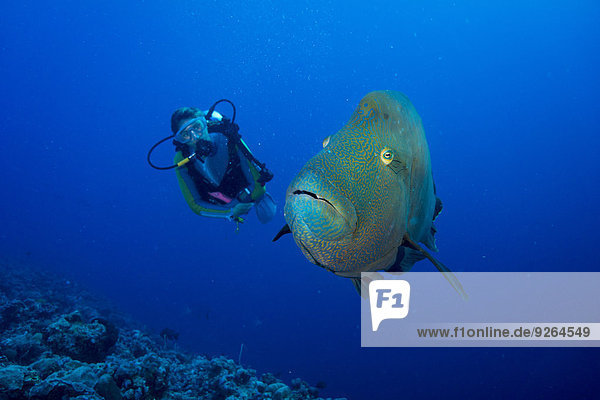 Oceania  Palau  Napoleon fish  Cheilinus undulatus and diver