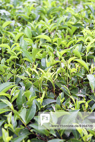 Seychellen  Insel Mahe  Teeplantage