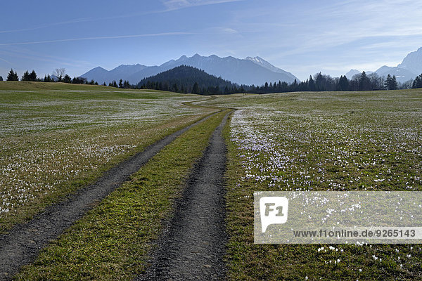 Deutschland  Bayern  Feldweg und Krokuswiese in Gerold vor dem Karwendelgebirge