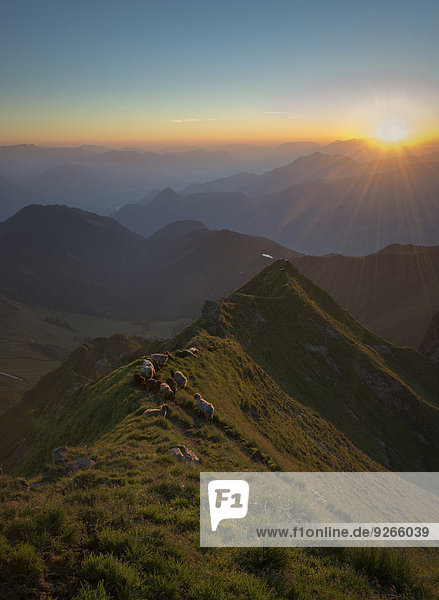Österreich Tirol Bezirk Schwaz Blick vom Kellerjoch bei Sonnenaufgang gegen die Morgensonne Schafe