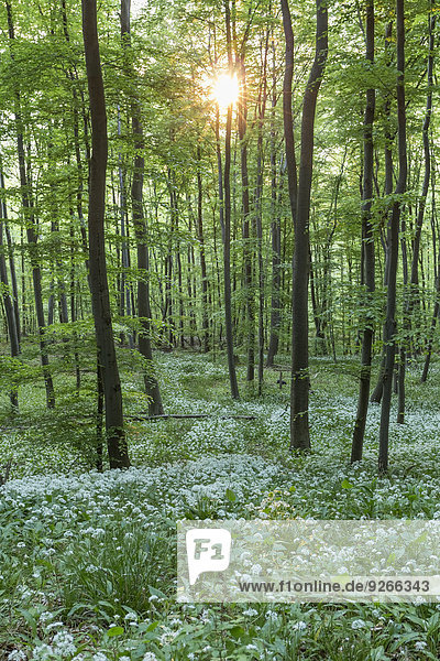 Deutschland  Niedersachsen  Wolfenbüttel  Naturpark Elm-Lappwald  Bärlauch im Wald gegen die Sonne