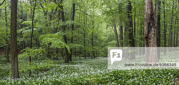 Deutschland  Niedersachsen  Wolfenbüttel  Naturpark Elm-Lappwald  Bärlauch im Wald