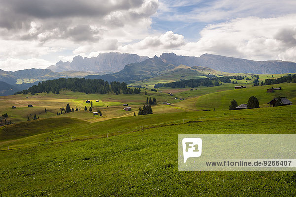 Italy  South Tyrol  Dolomites  Seiser Alm  High altitude alpine meadow