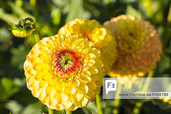 Blüten und Knospen von gelben Dahlien  Dahlien  bei Sonnenlicht
