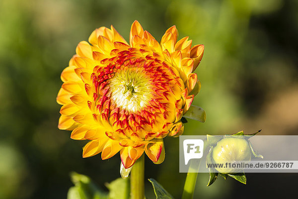 Blüte und Knospe der orangefarbenen Dahlien,  Dahlien,  bei Sonnenlicht