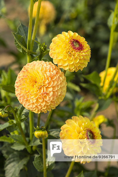 Blüten und Knospen der gelben Dahlien  Dahlien
