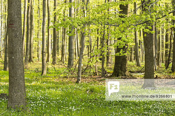 Deutschland  Hessen  Soehrewald  Waldanemonen  Anemone Nemorosa  unter den Bäumen wachsend
