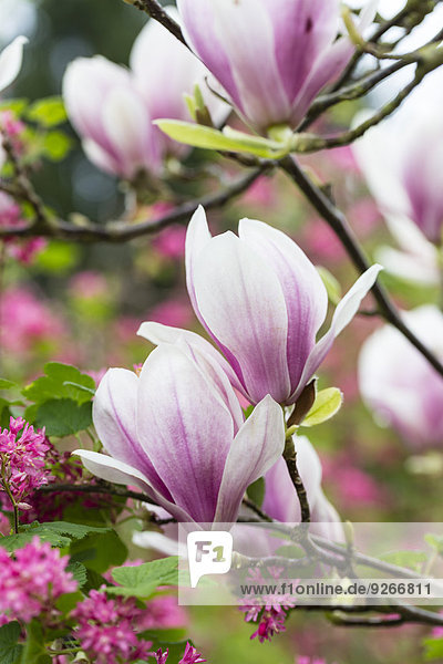Deutschland  Rosa Magnolienblüten  Magnolia soulangeana