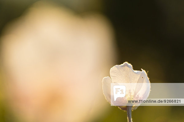 Blüte der Schneeglöckchenanemone,  Anemone sylvestris