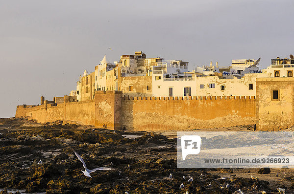 Morocco  Essaouira  Kasbah  seagulls in front of town
