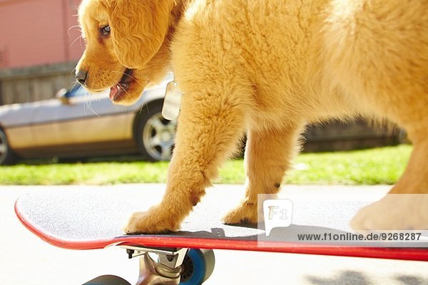 Labrador Welpe auf Skateboard