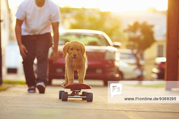Labrador Welpe auf Skateboard,  Besitzer folgt hinterher