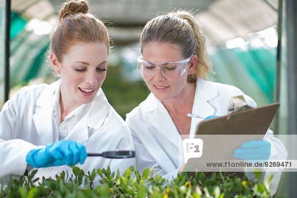 Zwei Wissenschaftlerinnen überwachen Pflanzenproben und erfassen Daten