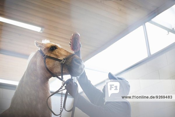 Low angle view of male stablehand grooming nervous horse