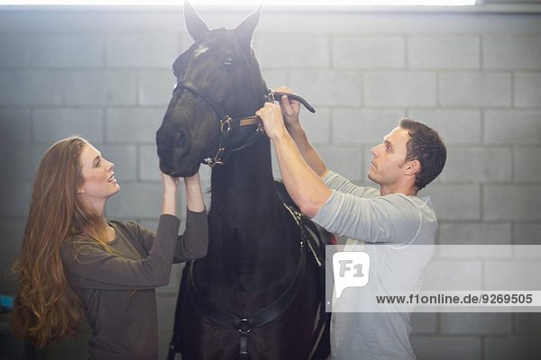 Male and female stablehands putting bridle onto horse in stables